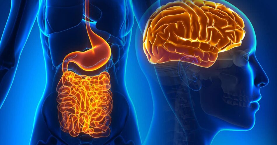 Gut-Brain-Connection-Header